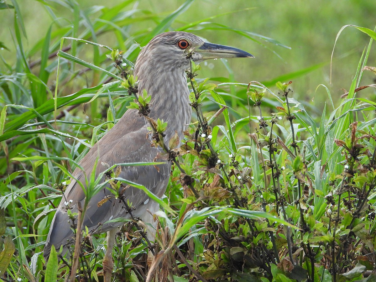 夜鷺 - ML652729990