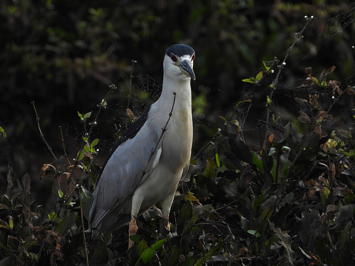 夜鷺 - ML652730067