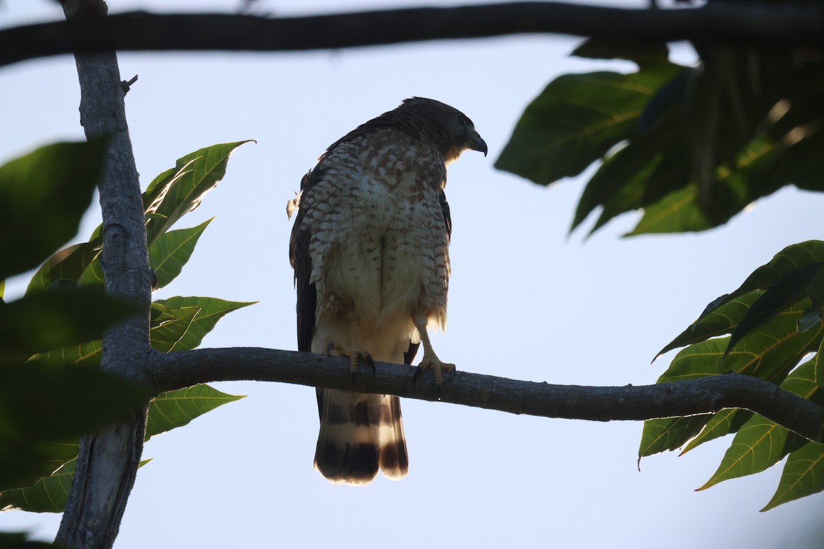 Broad-winged Hawk - ML652730269