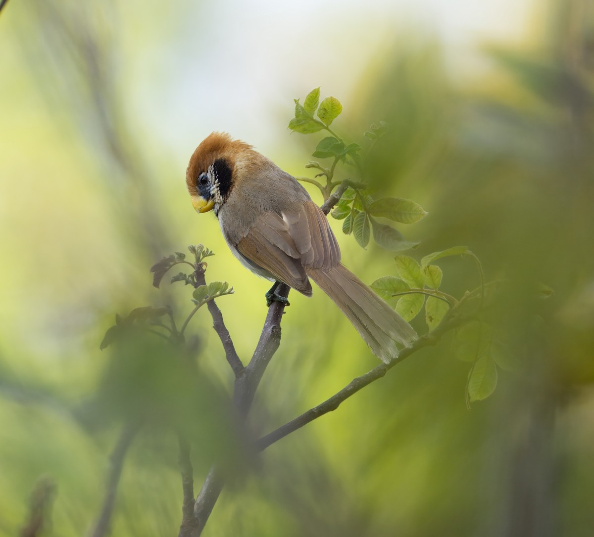 Spot-breasted Parrotbill - ML652730294