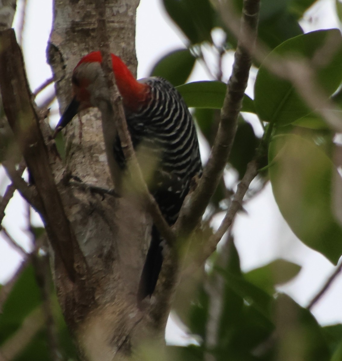 Red-bellied Woodpecker - ML652730463