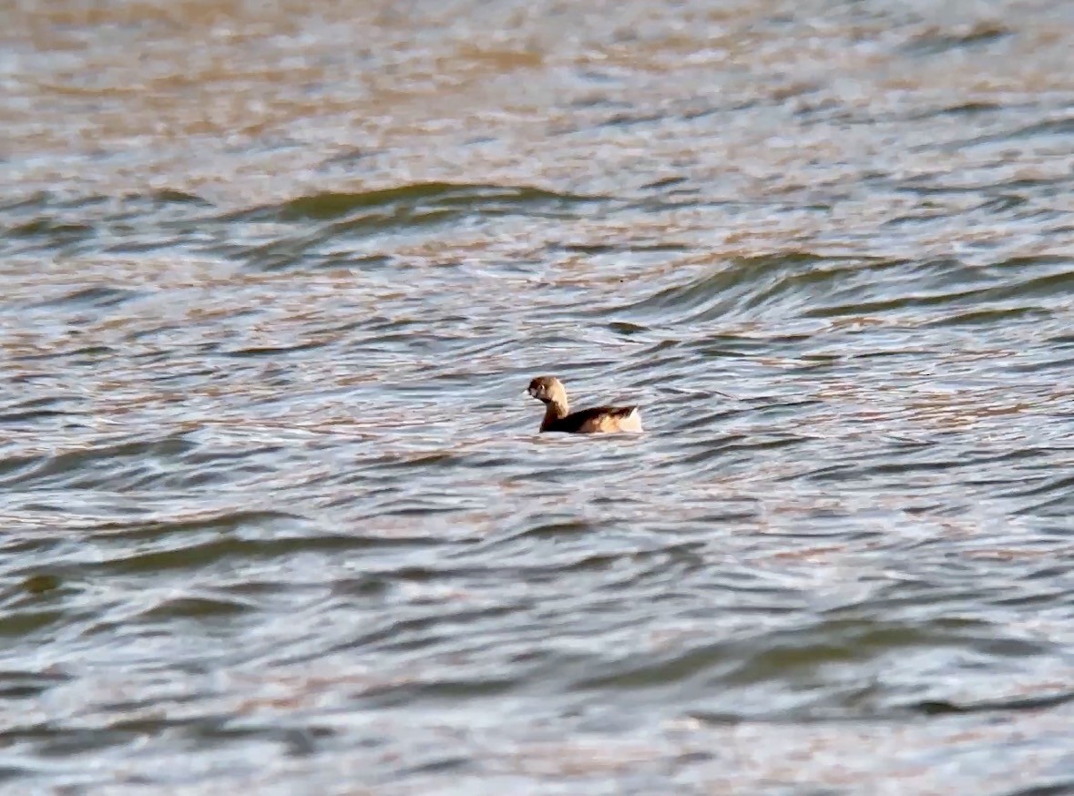 オビハシカイツブリ - ML652730466