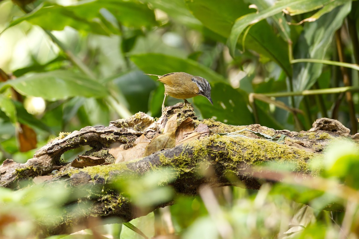 Gray-throated Babbler - ML652730473