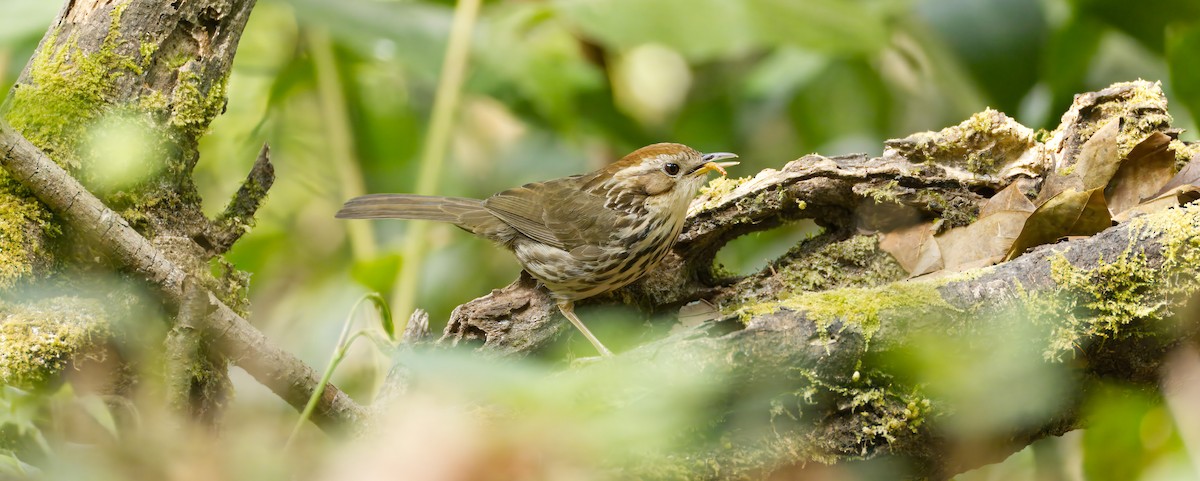 Puff-throated Babbler - ML652730500