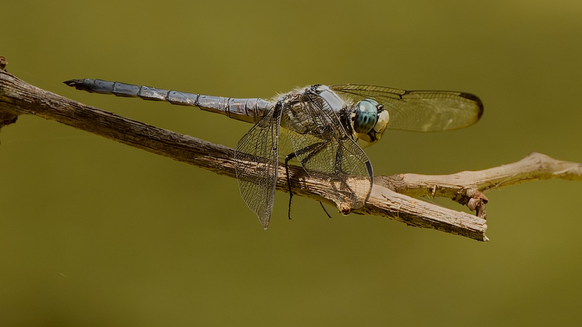 Great Blue Skimmer - ML652730554