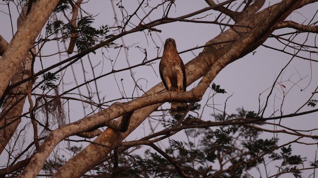 Broad-winged Hawk - ML652730630
