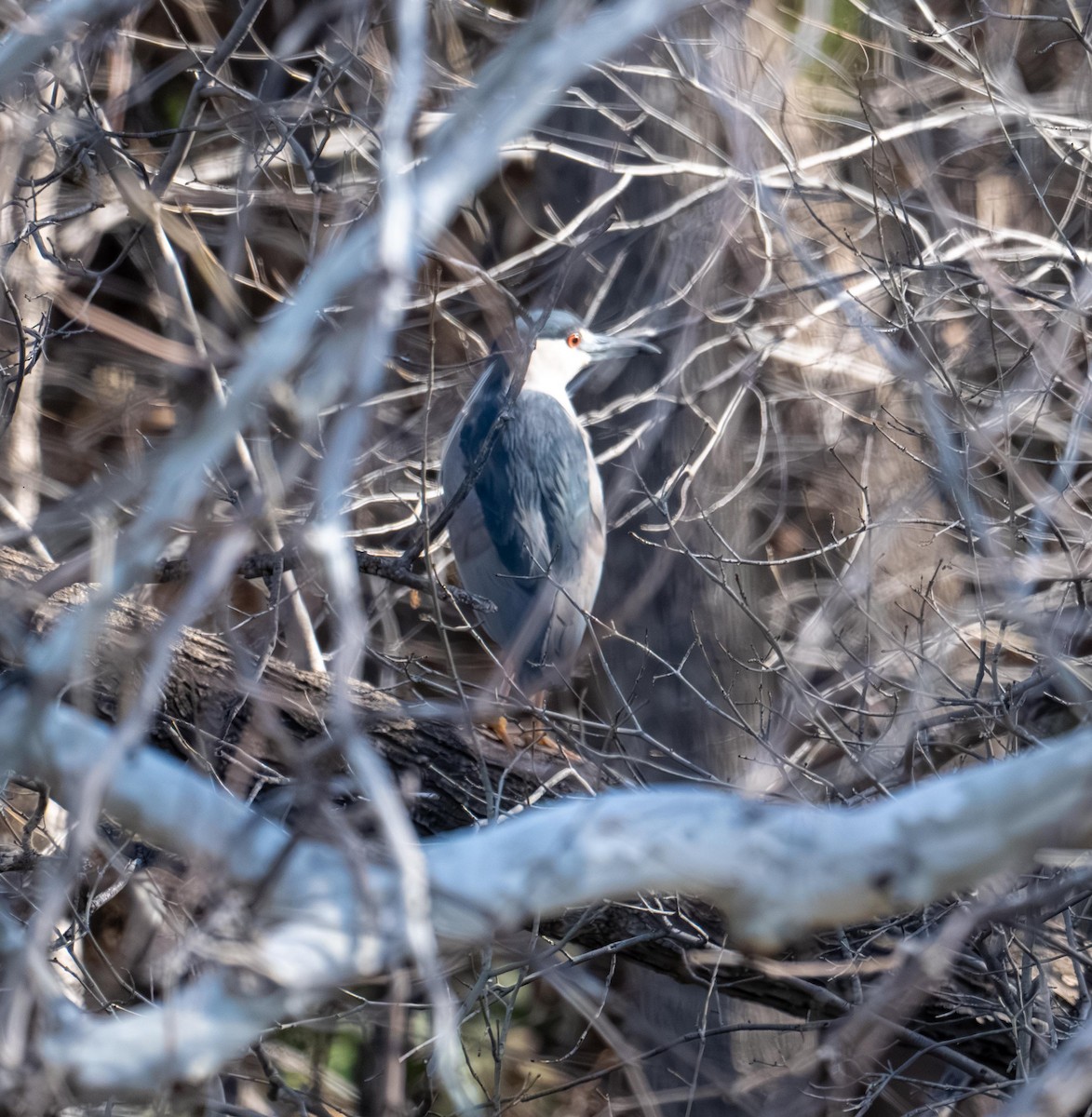 夜鷺 - ML652730761