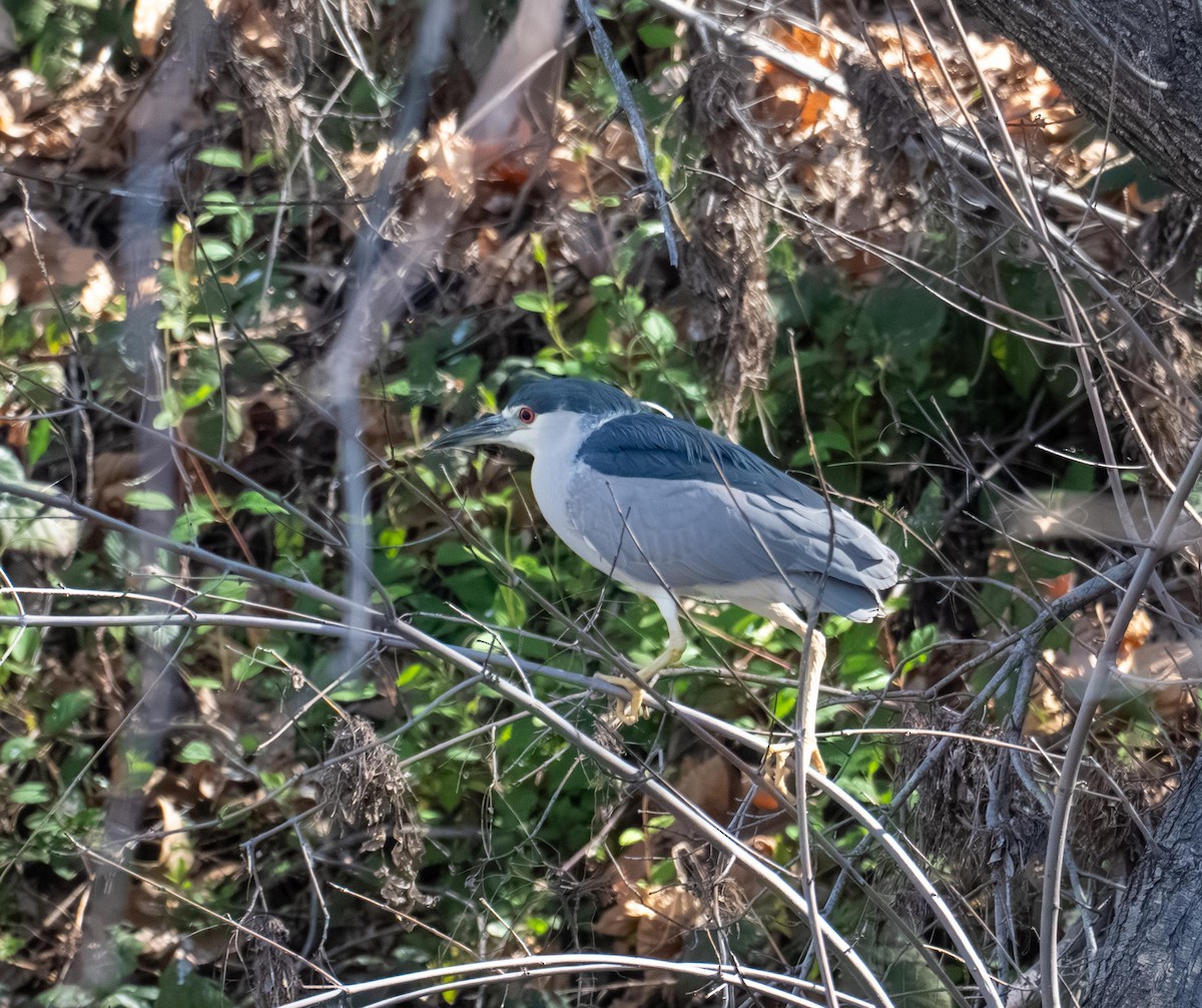 夜鷺 - ML652730762