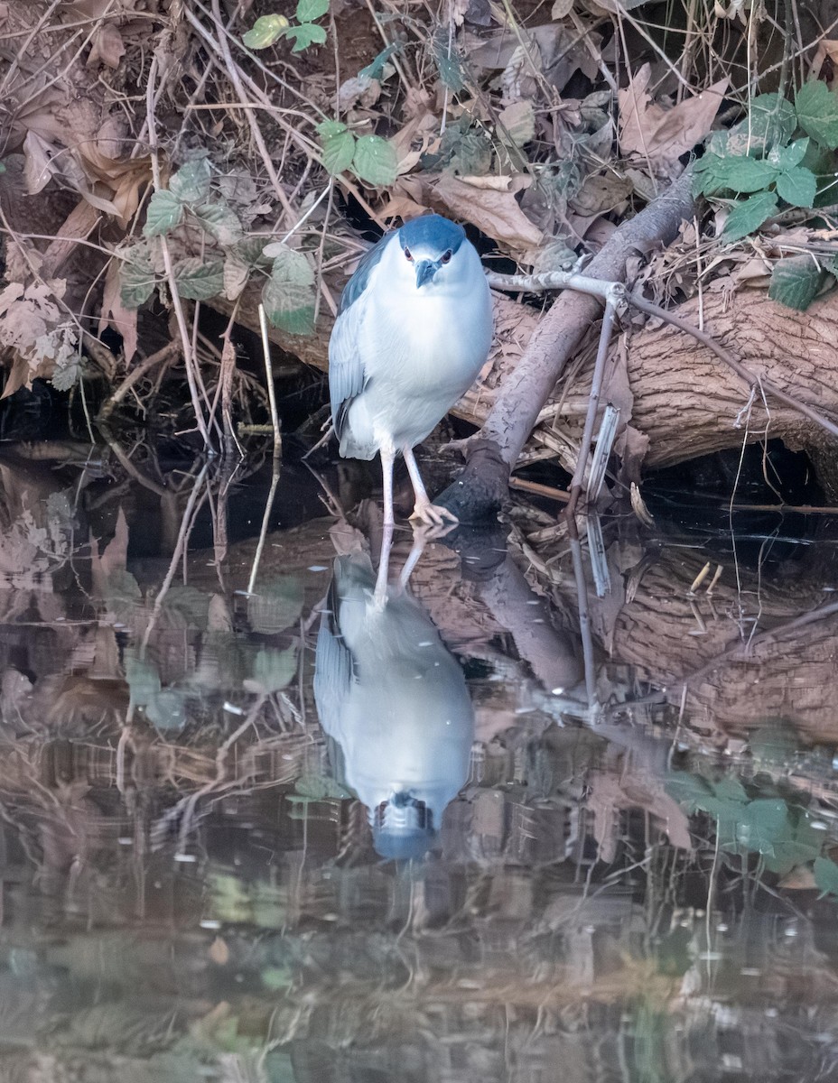 夜鷺 - ML652730763