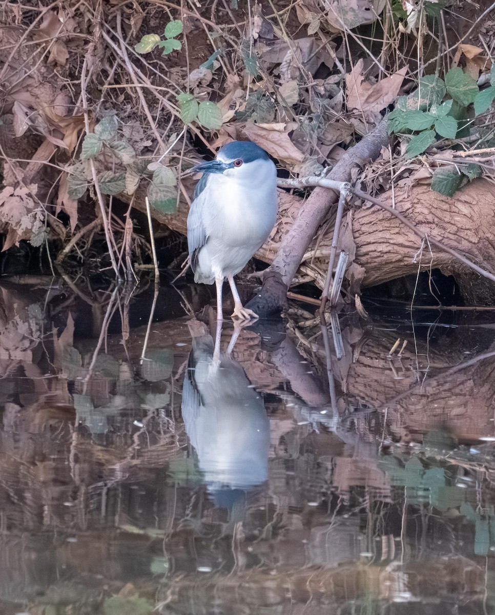 夜鷺 - ML652730764