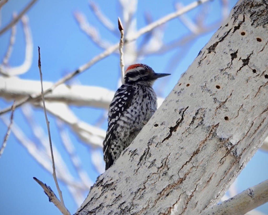 strakapoud proužkohřbetý - ML652730887