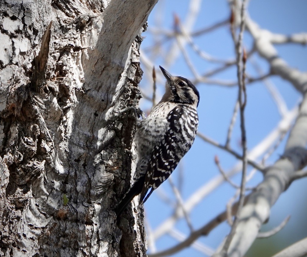 strakapoud proužkohřbetý - ML652730888