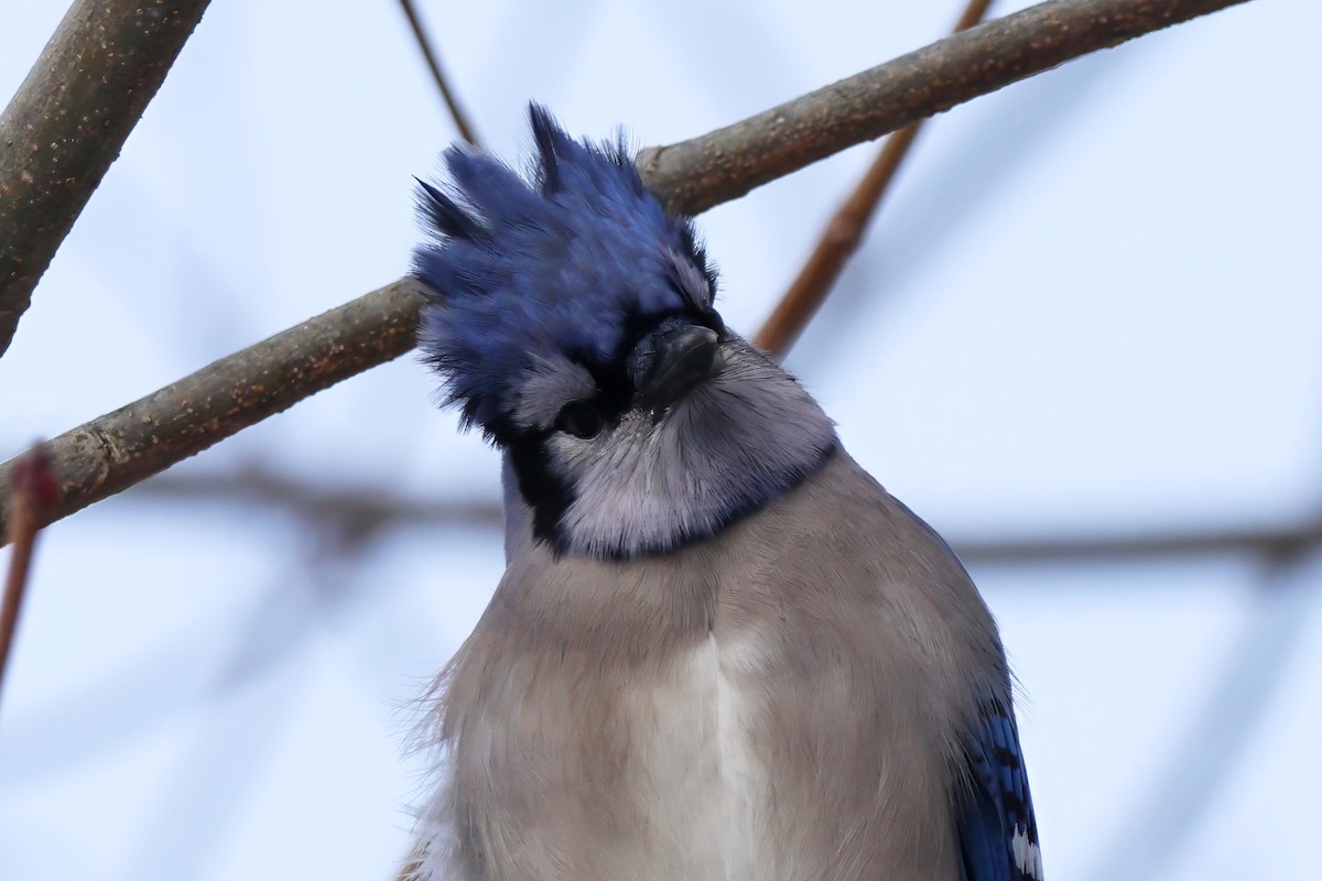 Blue Jay - ML652730895