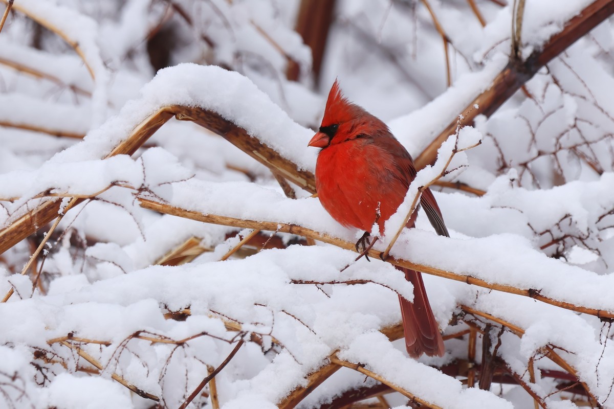 Northern Cardinal - ML652730900