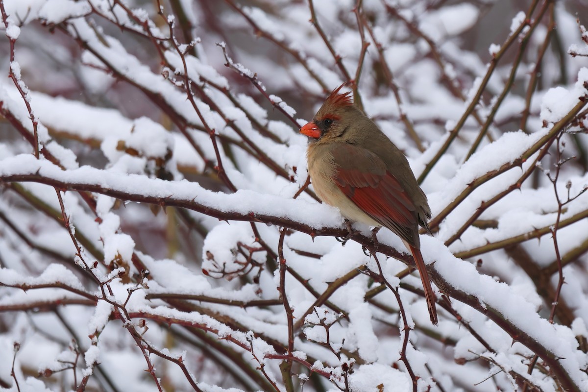 Northern Cardinal - ML652730902