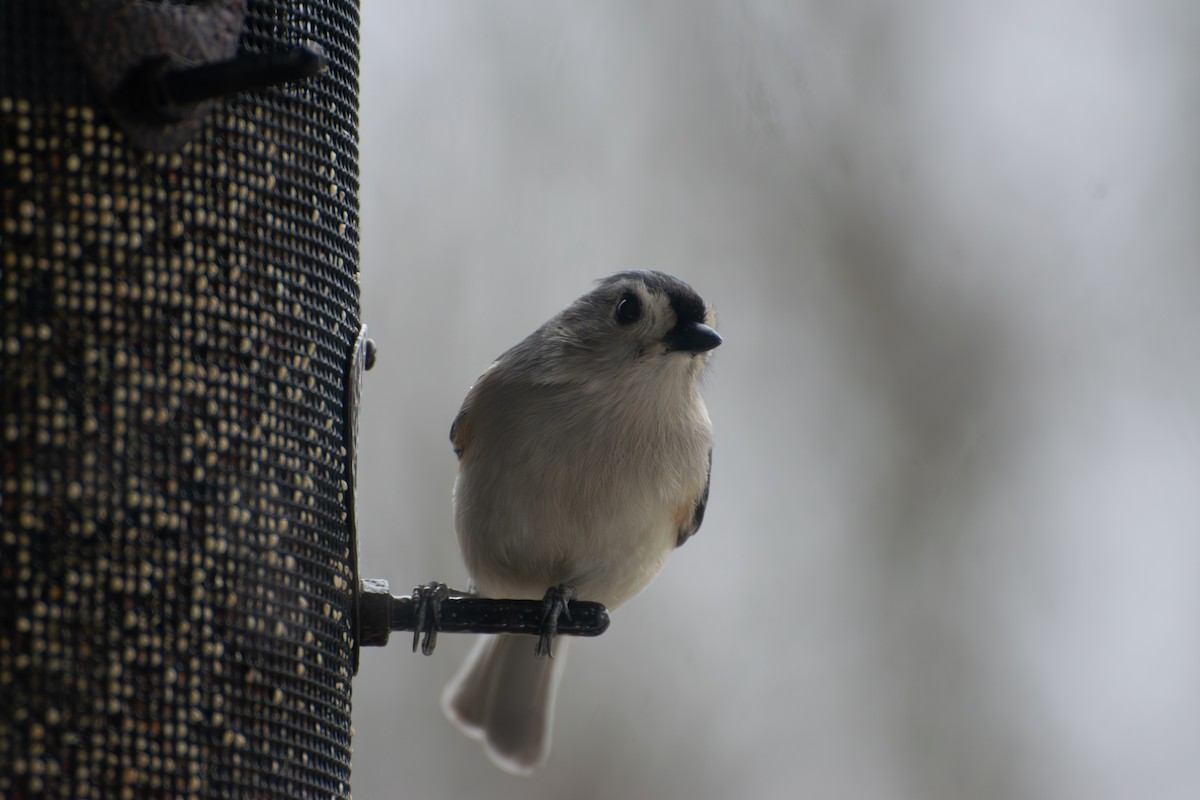 Tufted Titmouse - ML652730951