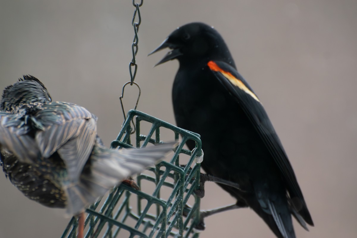 Red-winged Blackbird - ML652730966