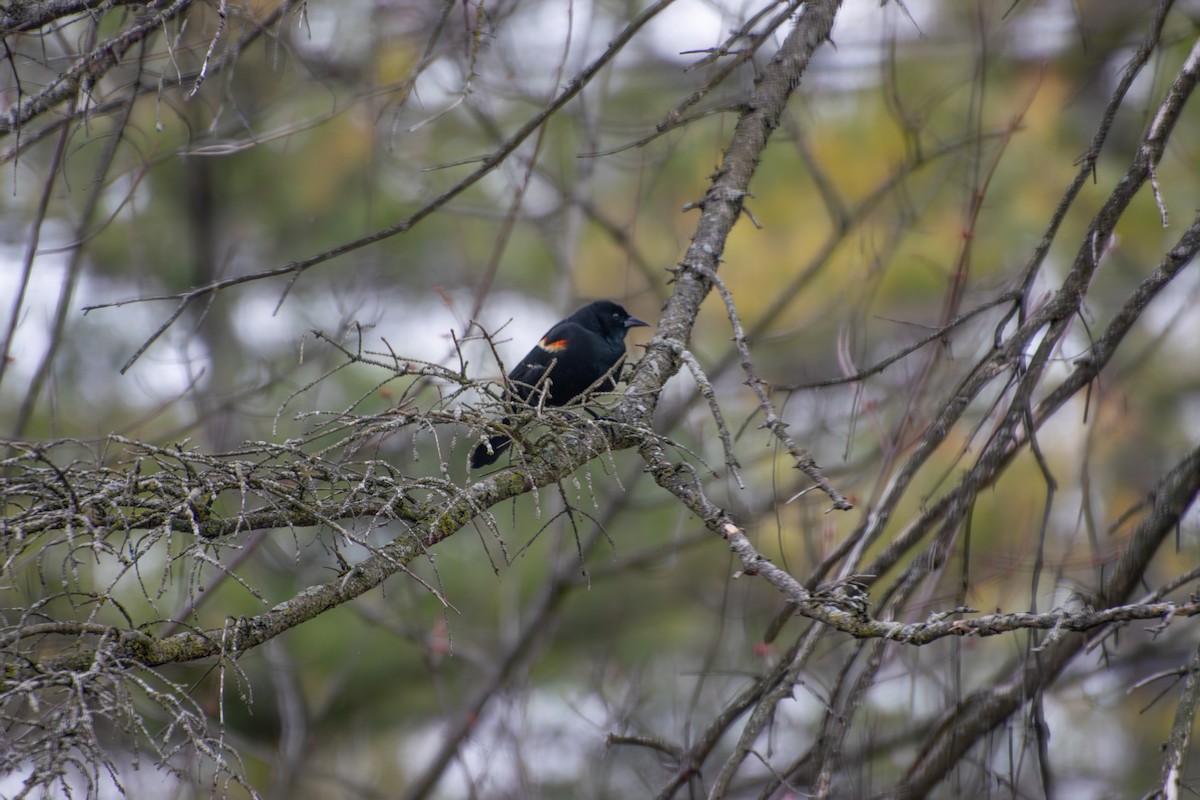 Red-winged Blackbird - ML652730967