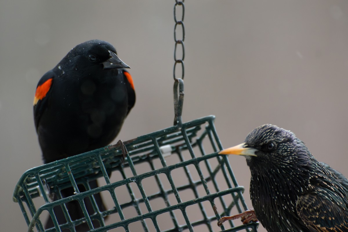 Red-winged Blackbird - ML652730968