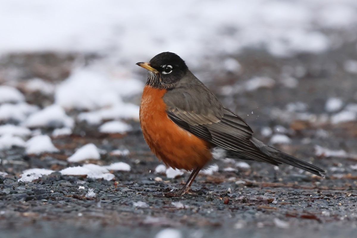 American Robin - ML652730980