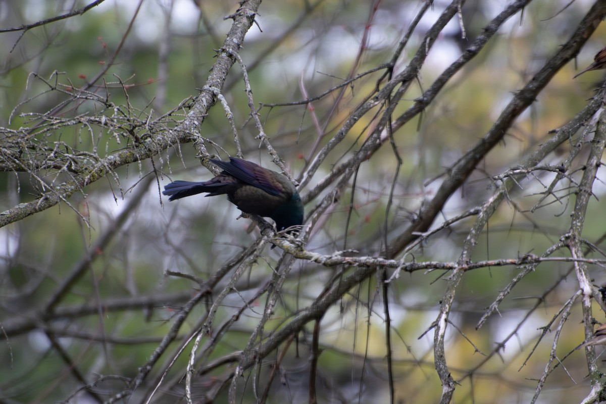 Common Grackle - ML652730989