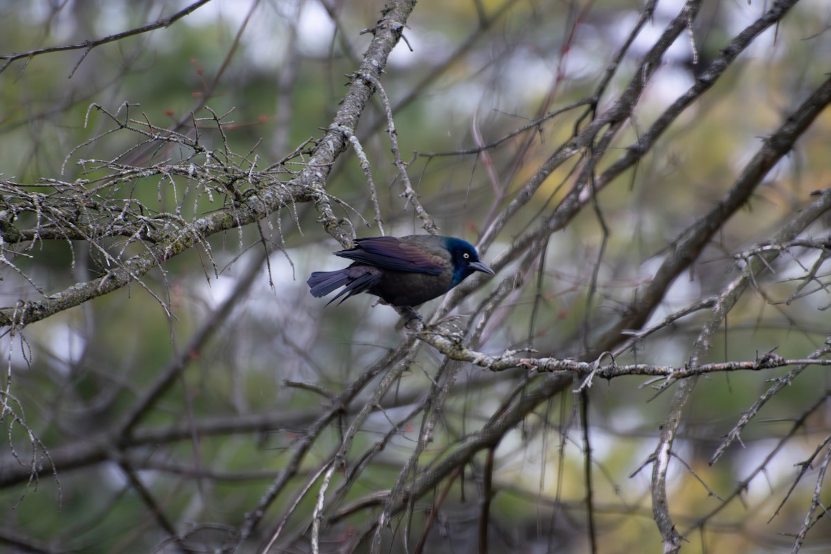 Common Grackle - ML652730990