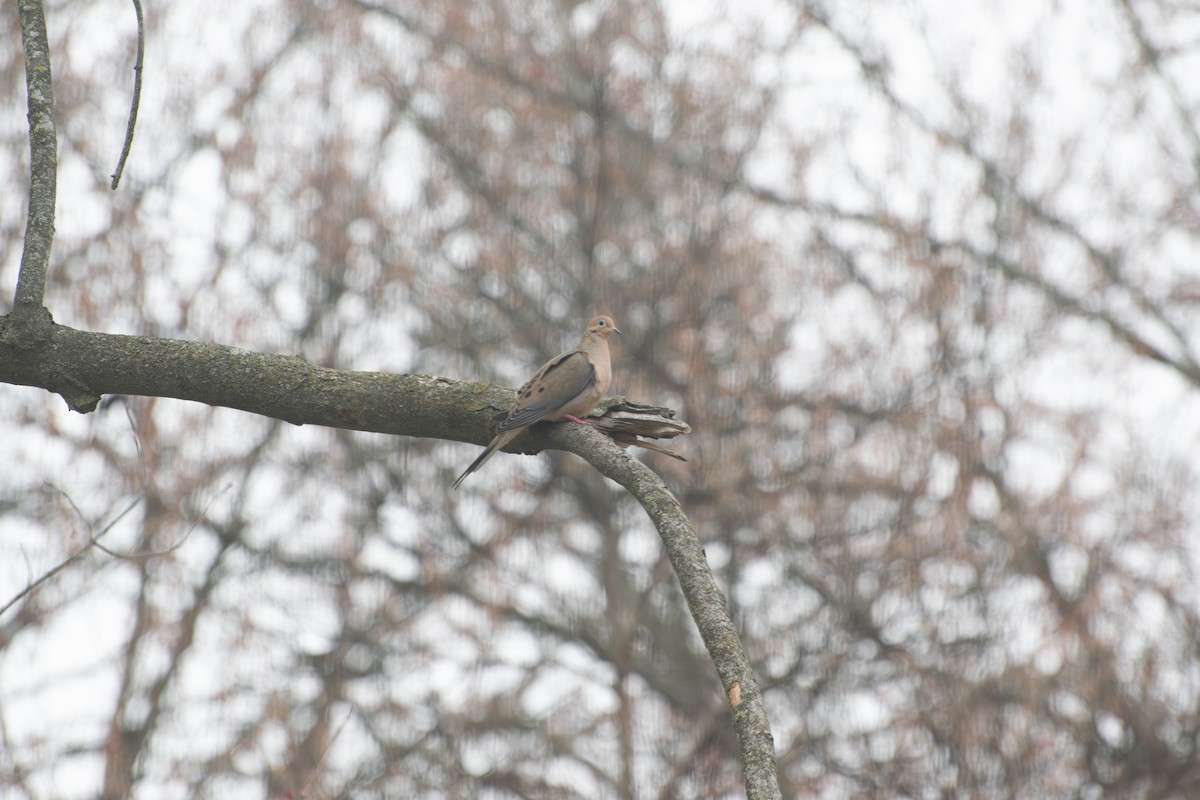 Zenaida arrunta - ML652731004