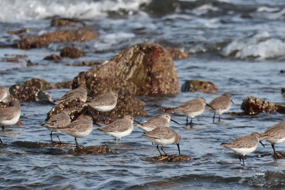 Txirri arrunta - ML652731049