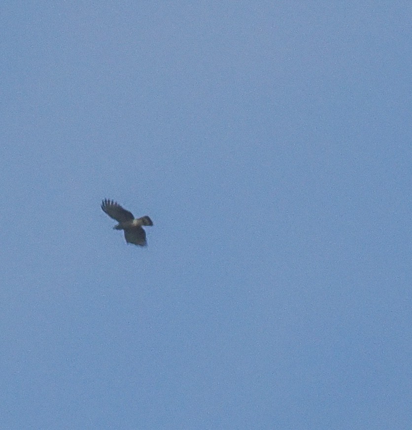 Langschnabelweih - ML652731091