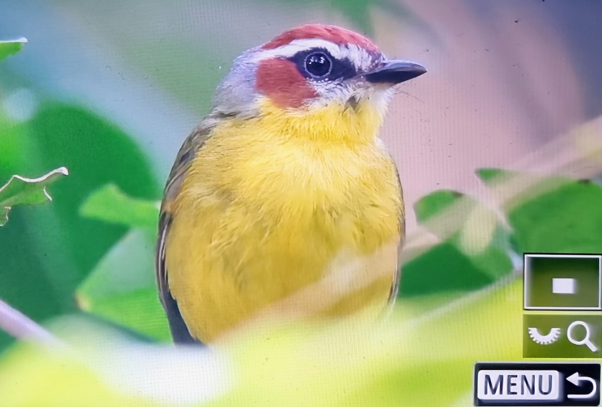 Chestnut-capped Warbler - ML652731336