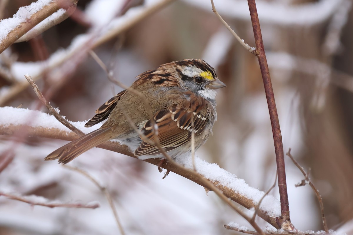 White-throated Sparrow - ML652731338