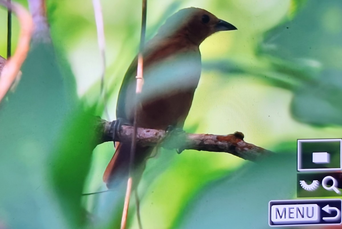 クロフウキンチョウ - ML652731351