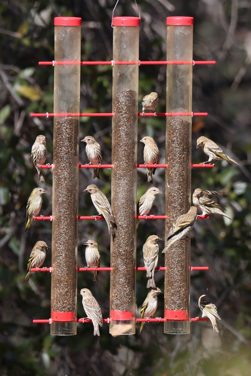 Pine Siskin - ML652731364