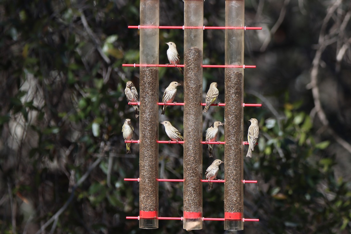 Pine Siskin - ML652731365