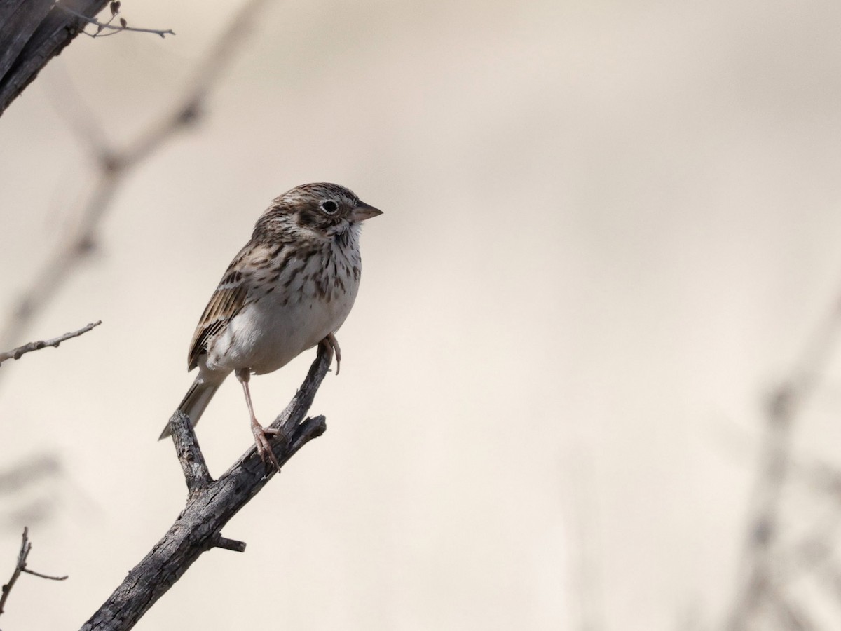 Vesper Sparrow - ML652731432