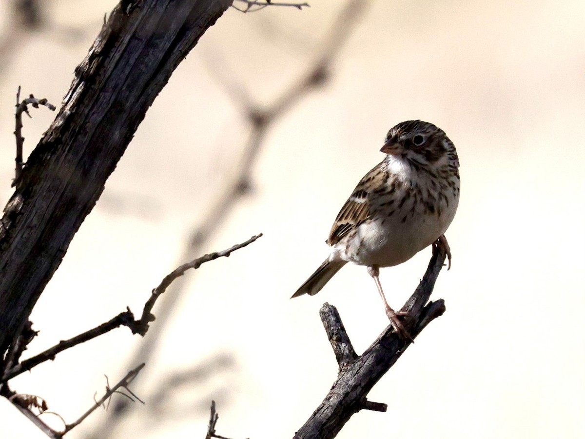 Vesper Sparrow - ML652731433