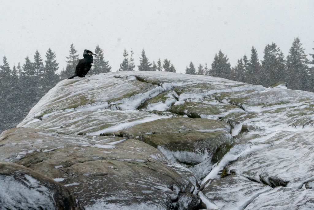 Cormorano - ML652731809