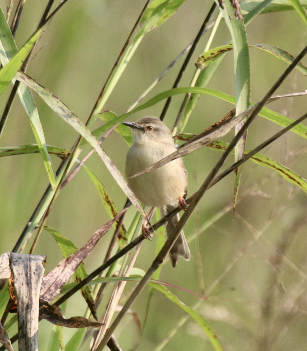 Tawny-flanked Prinia - ML652731838