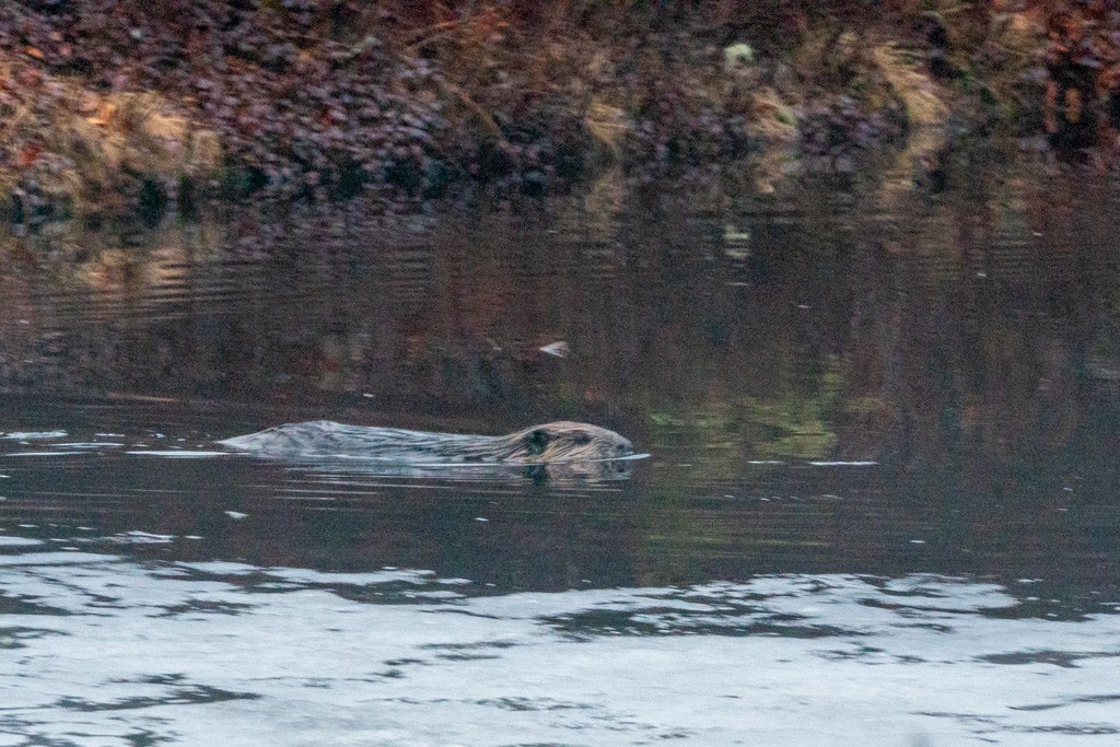 Castoro americano - ML652731896