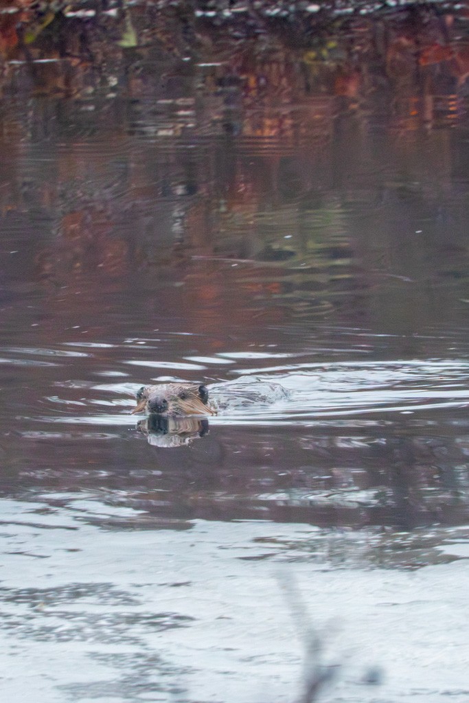 Castoro americano - ML652731905