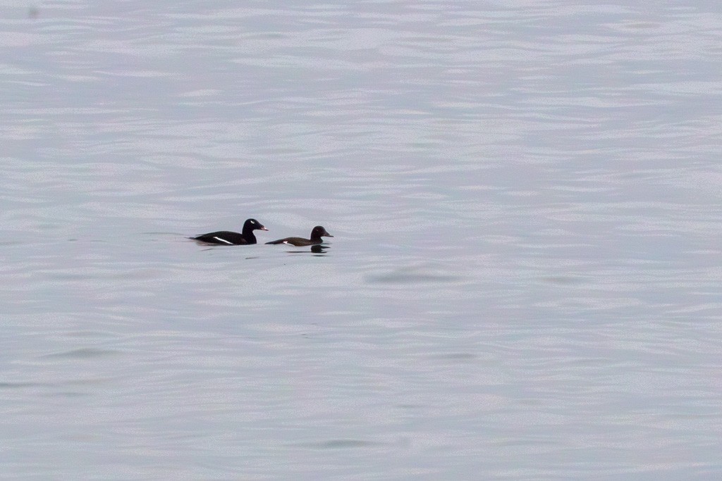 White-winged Scoter - ML652732017