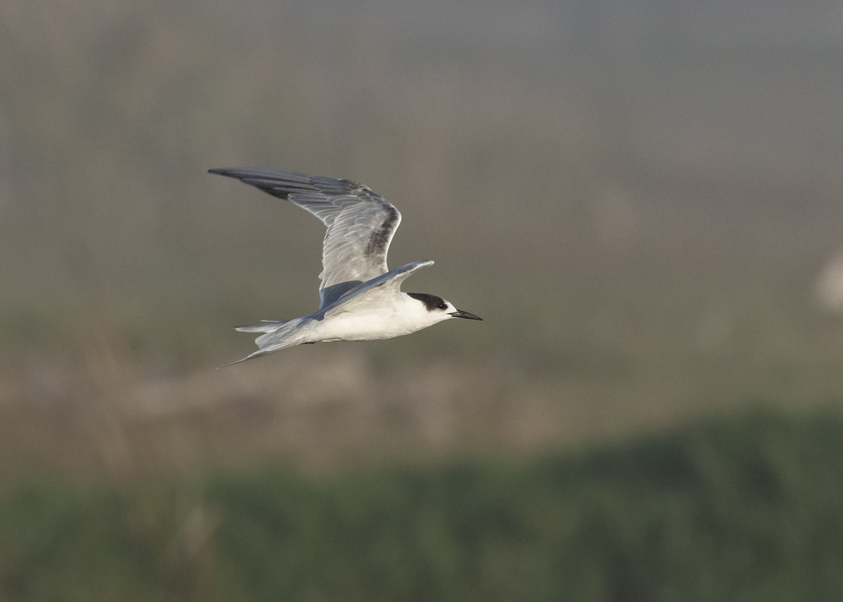 Common Tern - ML652732273