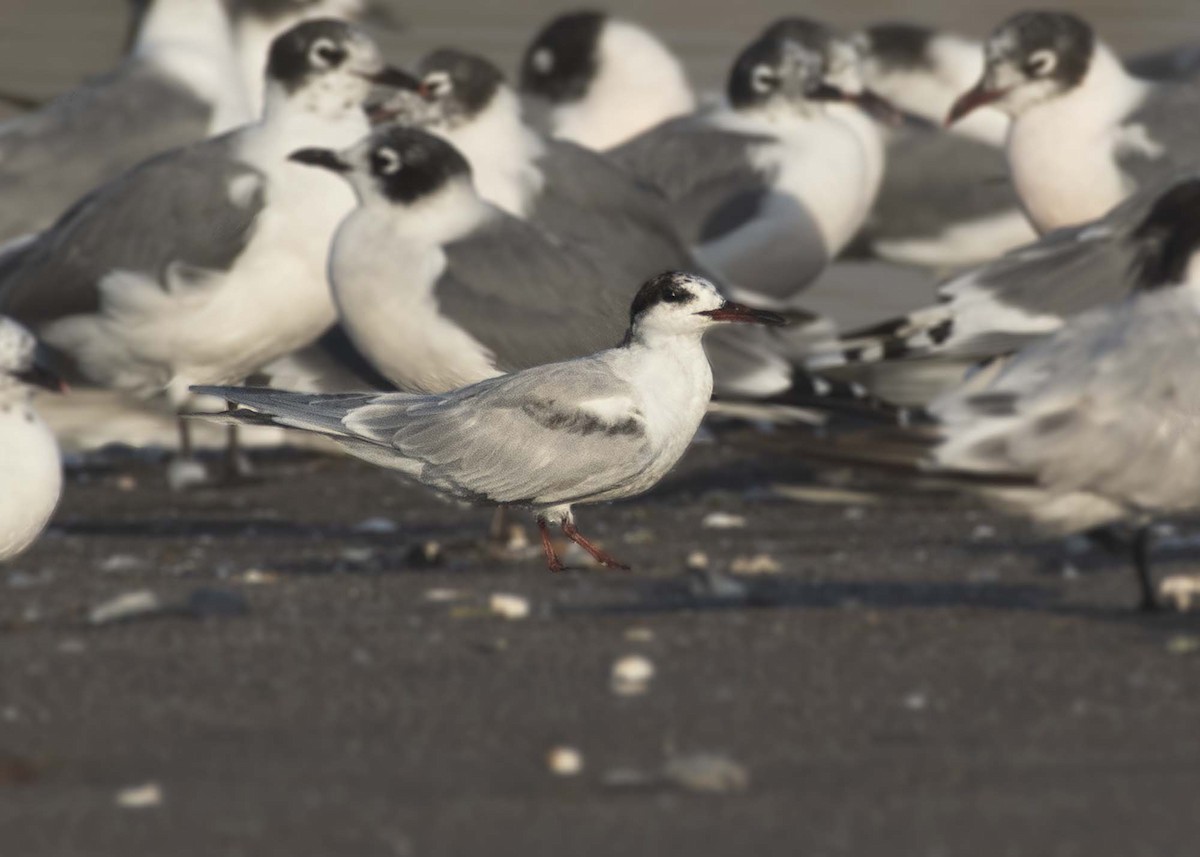 Common Tern - ML652732274