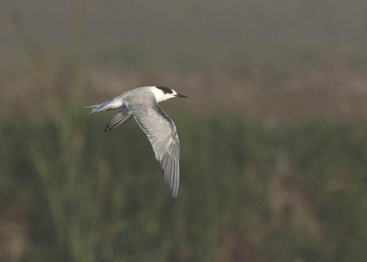 Common Tern - ML652732275