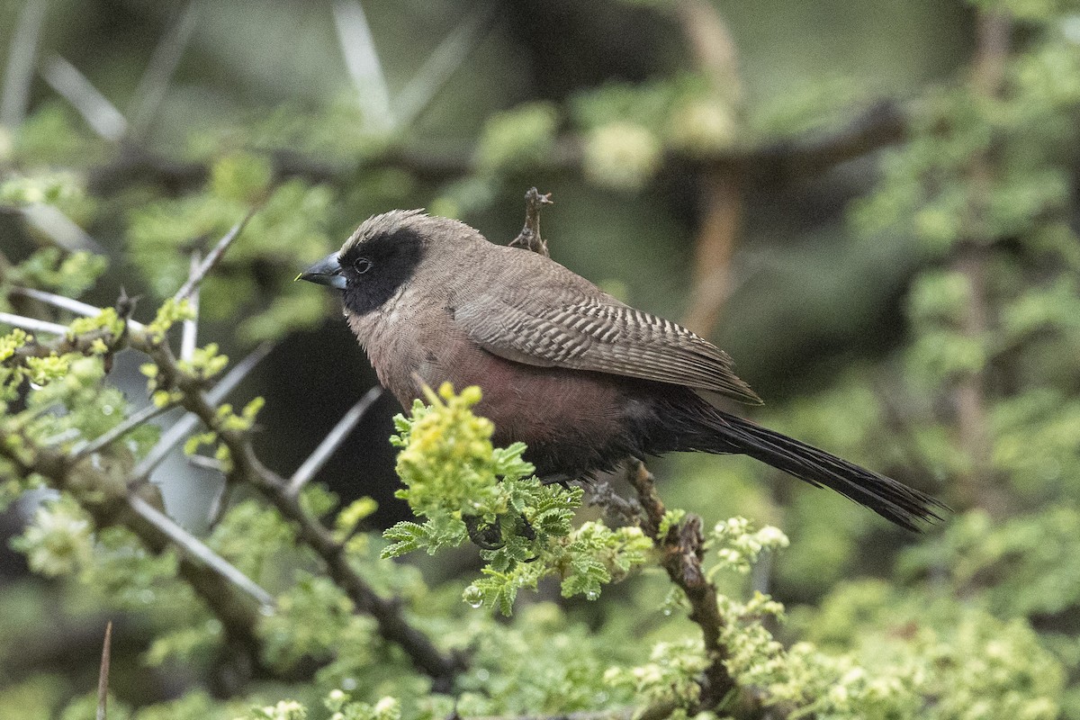 Black-faced Waxbill - ML652732362