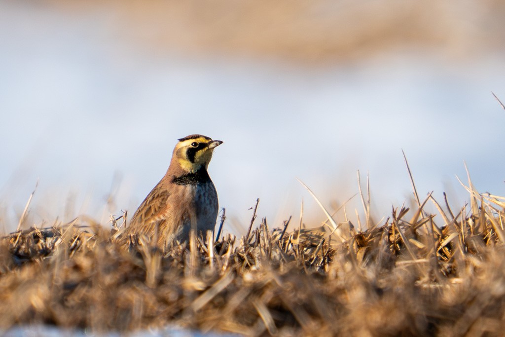 Allodola golagialla - ML652732436