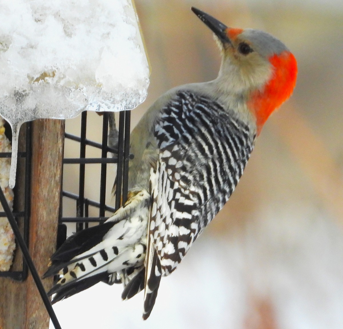 Red-bellied Woodpecker - ML652732547