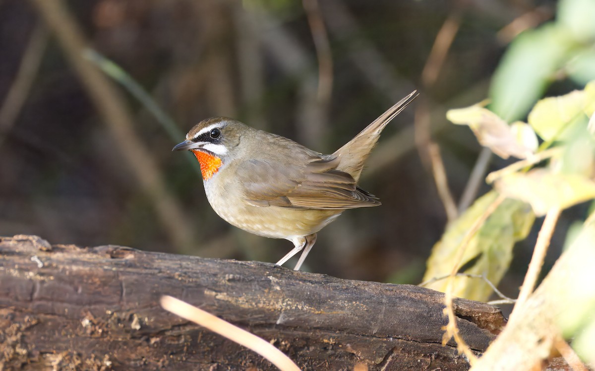 Siberian Rubythroat - ML652732570