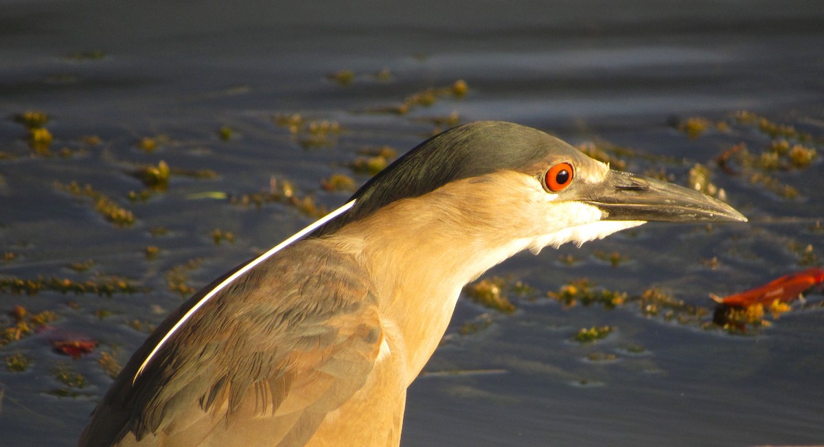 夜鷺 - ML652732620