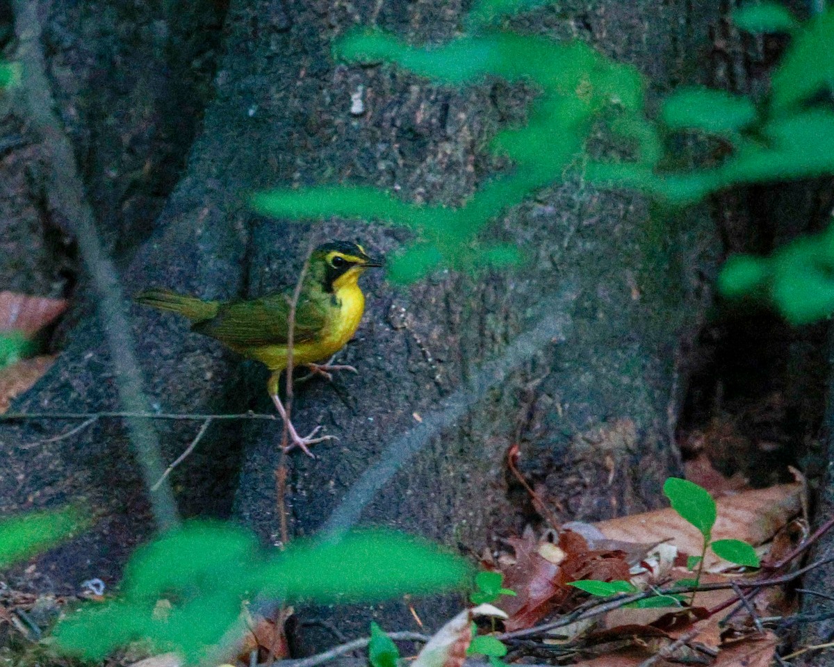 kentuckyparula - ML652732763